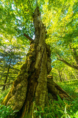 Fototapeta premium Old big tree