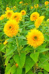 “Tohoku Yae”, Sunflower in Summer