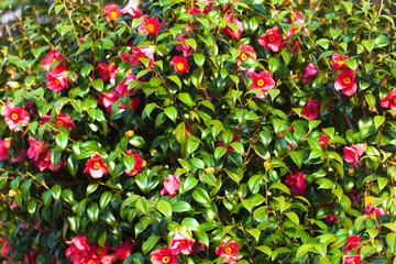 Flower of red camellia with green shining leaves