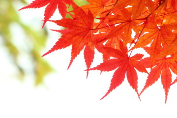 カエデの紅葉