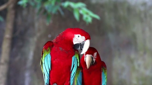 macaw in chiangmai nightsafari chiangmai Thailand