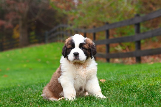 Saint Bernard Puppy Dog Sitting in Green Grass with Wooden Fence in Background