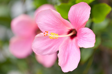 fleurs roses d'hibiscus