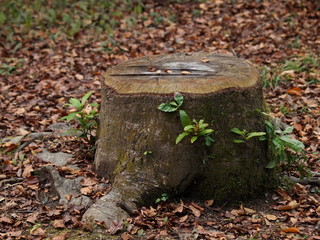 新芽の伸びだした切り株