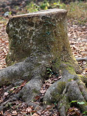 隆々とした根の切り株