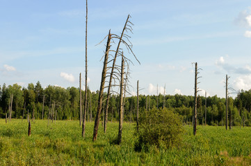 Withered trees at the forest edge