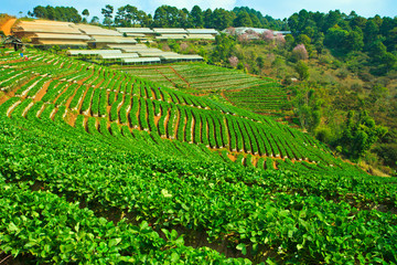 Fototapeta na wymiar Strawberries farm in Chiangmai province of Thailand
