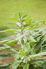 Fototapeta premium ゴマの花