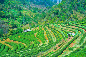 Tea plantation in the north of Thailand