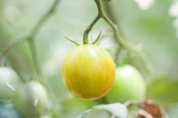 ミニトマト畑
