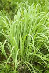 Obraz premium レモングラス