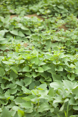 Obraz premium サツマイモ畑