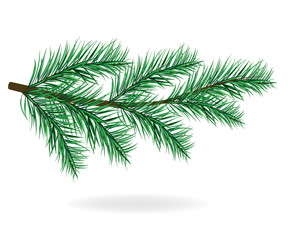 Елка. Сосна.Ветка. Сосновая ветка. © bleskk