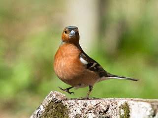 Common Chaffinch on stump 