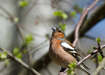 Common Chaffinch on the branch 