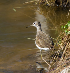 Green sandpiper 