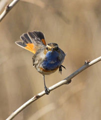 Obraz premium Bluethroat on branch 