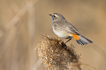 Bluethroat on branch 