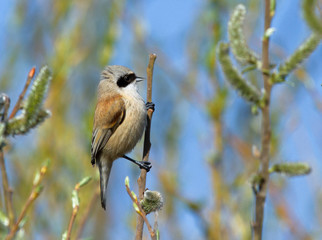 Eurasian Penduline Tit on the branch 