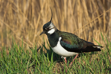Lapwing 