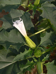 pianta con fiore di Stramonio (Datura stramonium)