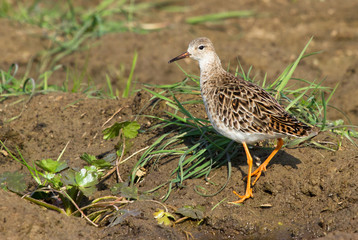 Ruff, female 