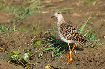 Ruff, female 