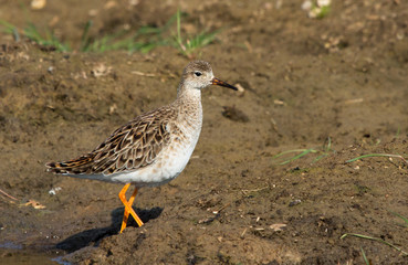 Ruff, female 