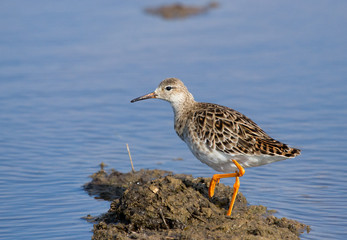 Ruff, female