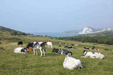 Naklejka premium Cattle grazing above Dorset coast near Tyneham