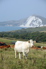 Obraz premium Cattle grazing above Dorset coast near Tyneham