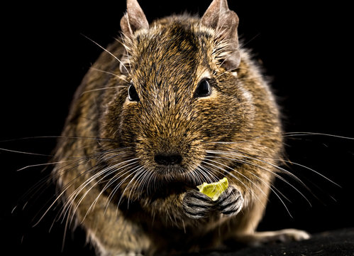 degu mouse with pet food in paws