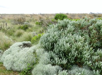 The vegetation around the Loch Ard Gorge in Australia