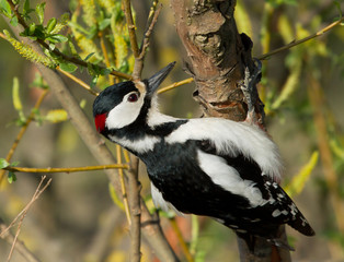 Great Spotted Woodpecker