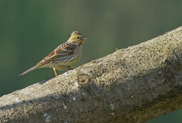 Yellowhammer female on the tree 
