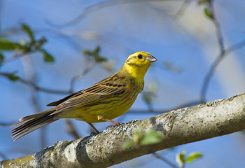 Yellowhammer on the branch