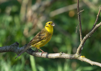 Yellowhammer on the branch 