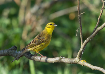 Yellowhammer on the branch 