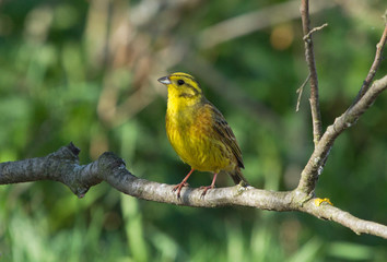 Yellowhammer on the branch 
