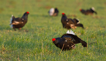Black Grouses 