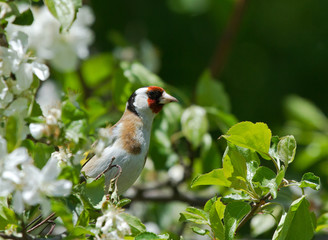 European Goldfinch on the apple tree 