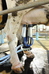 Milking cows machine