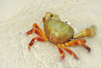 Hairy leg mountain crab