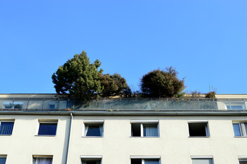 Dachterrasse mit Baum