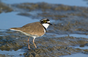 Little ringed plover 