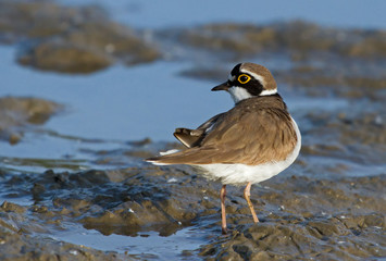 Little ringed plover 