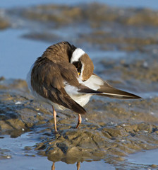 Little ringed plover