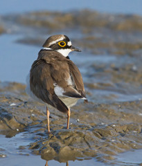 Little ringed plover 