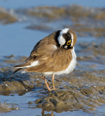 Little ringed plover