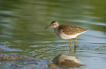 Wood sandpiper 